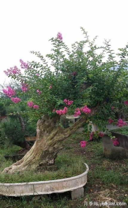 春季繁殖花卉苗木有哪幾種方法，如何來做你知道嗎？(圖9)