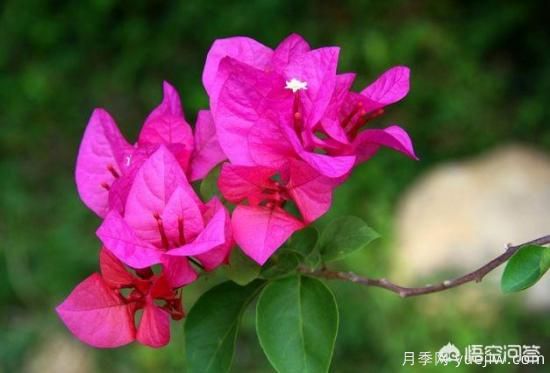 春季繁殖花卉苗木有哪幾種方法，如何來做你知道嗎？(圖1)