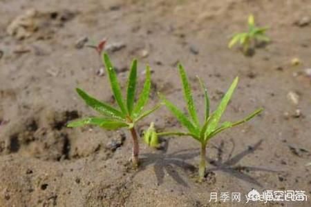 春季繁殖花卉苗木有哪幾種方法，如何來做你知道嗎？(圖2)