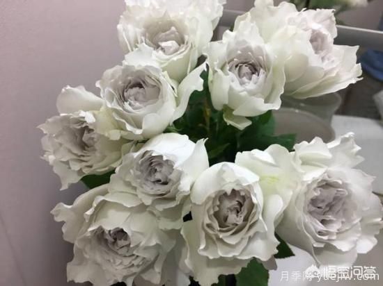 ***香的幾款月季品種是什么？ 什么品種的月季花(圖4)