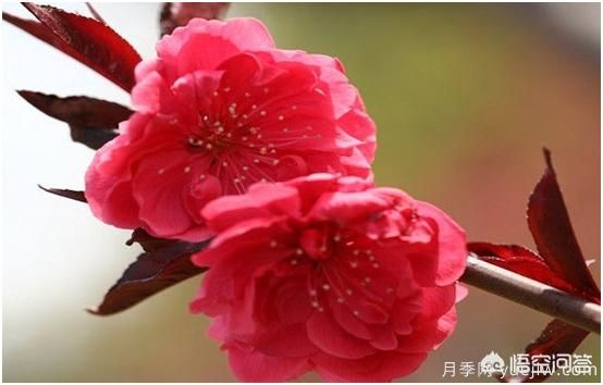 園林適合種植紅葉碧桃嗎？(圖2)