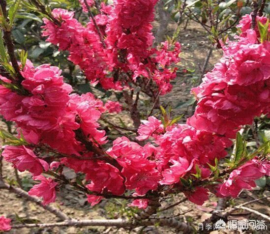 園林適合種植紅葉碧桃嗎？(圖8)