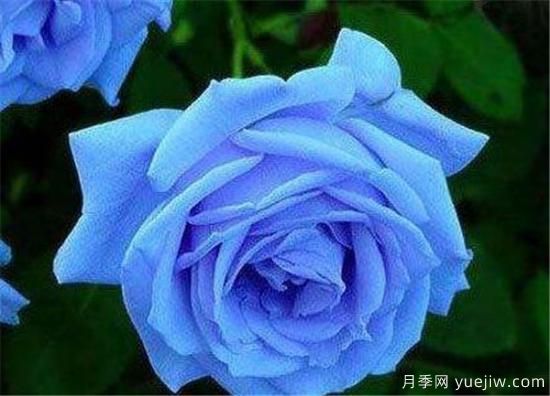 藍(lán)色妖姬價格多少錢一朵？有什么寓意？(圖1)