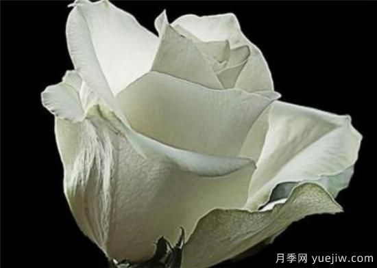 11朵、33朵、66朵白玫瑰代表的什么意思(圖3)