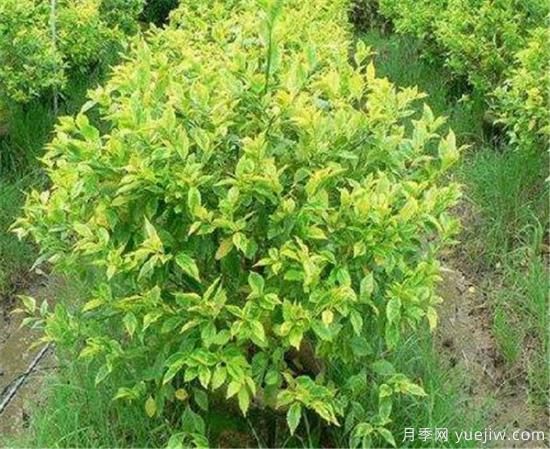 連翹樹壽命是幾年 連翹種植后幾年結(jié)果(圖2)