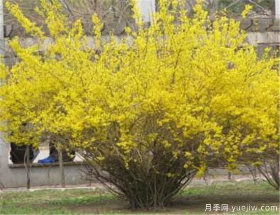 連翹樹有什么價(jià)值 連翹的功效和作用介紹(圖3)