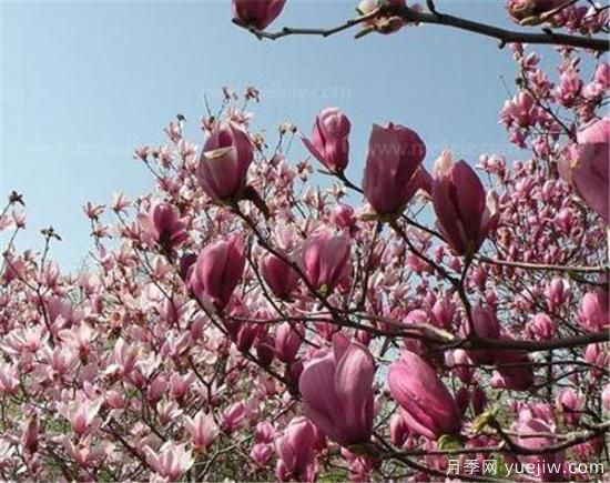 紫玉蘭種子多少錢(qián)一斤？紫玉蘭播種方法(圖1)