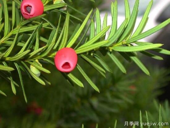 紅豆杉的花語是什么，紅豆杉代表著高雅、思念之情(圖6)