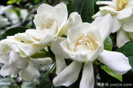 梔子花的花語，梔子花圖片大全(圖4)