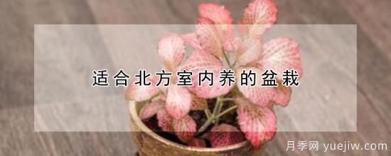 適合北方室內養(yǎng)的盆栽(圖1)