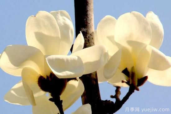玉蘭花哪個(gè)季節(jié)開放(圖3)