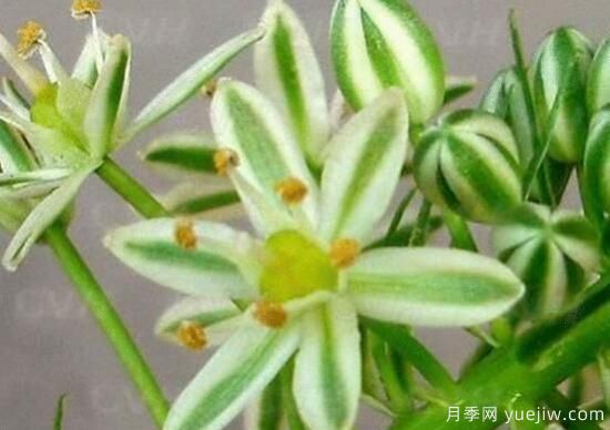 萬年青種類及圖片大全，盤點(diǎn)做好看的六大種類(圖3)