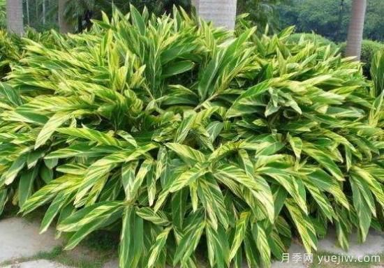 萬年青種類及圖片大全，盤點(diǎn)做好看的六大種類(圖2)