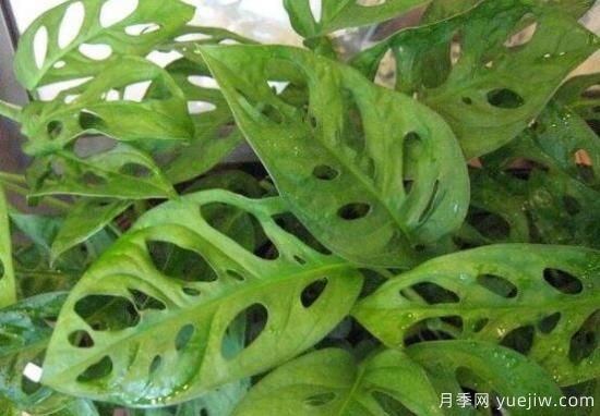 萬年青種類及圖片大全，盤點(diǎn)做好看的六大種類(圖4)
