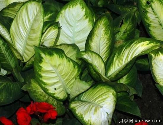 萬年青種類及圖片大全，盤點(diǎn)做好看的六大種類(圖5)