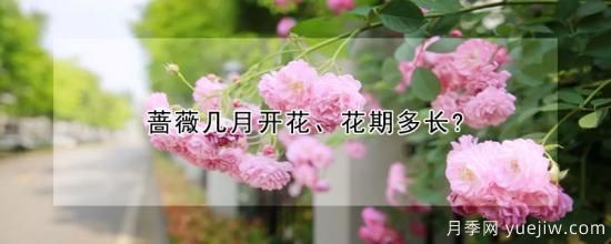薔薇幾月開花、花期多長？(圖1)