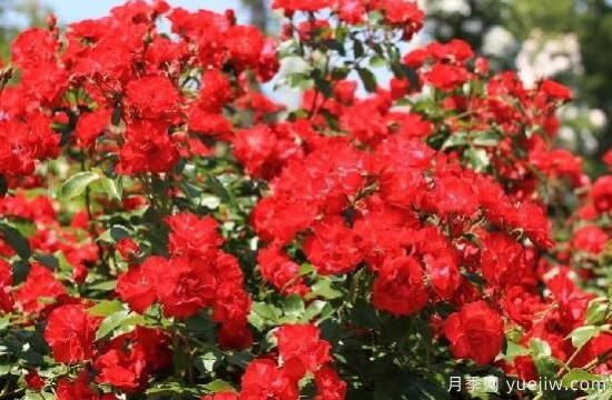 薔薇花的花語大全，細(xì)數(shù)薔薇花九大品種花語(圖5)
