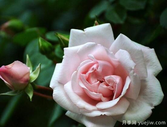 薔薇花的花語大全，細(xì)數(shù)薔薇花九大品種花語(圖2)