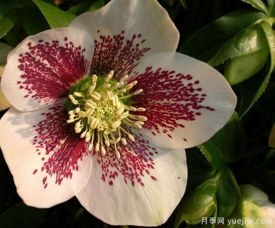 薔薇花的花語大全，細(xì)數(shù)薔薇花九大品種花語(圖6)
