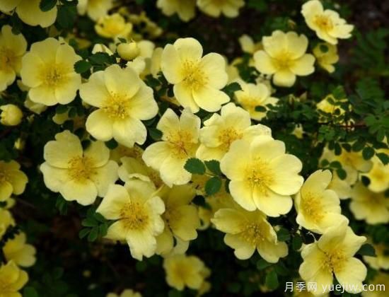 薔薇花的花語大全，細(xì)數(shù)薔薇花九大品種花語(圖4)