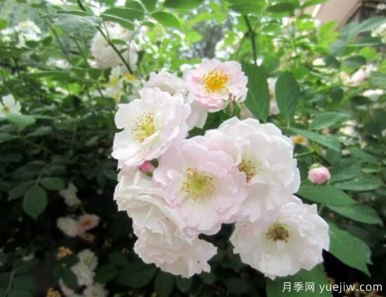 薔薇花的花語大全，細(xì)數(shù)薔薇花九大品種花語(圖3)