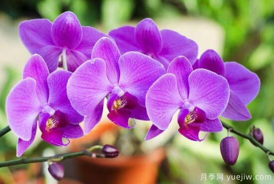 常見(jiàn)的蘭花品種種類及圖片(圖7)