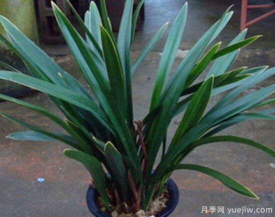 常見(jiàn)的蘭花品種種類及圖片(圖4)