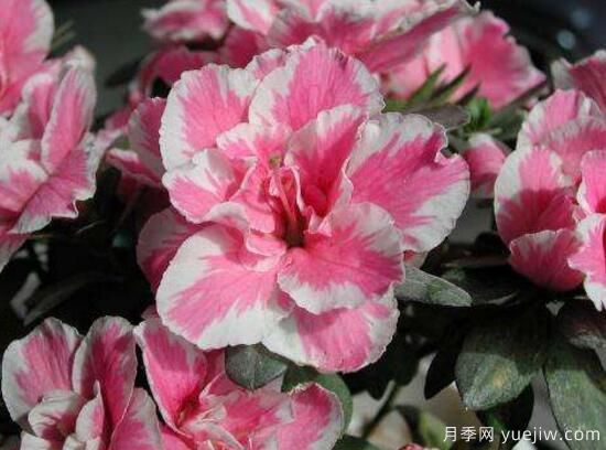 杜鵑花有哪些常見品種？杜鵑花品種圖片大全(圖5)