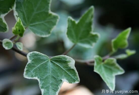 常春藤有哪些常見品種？常春藤品種圖片大全(圖4)