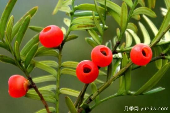 紅豆杉的風(fēng)水寓意和功效，象征長壽與不朽(圖1)