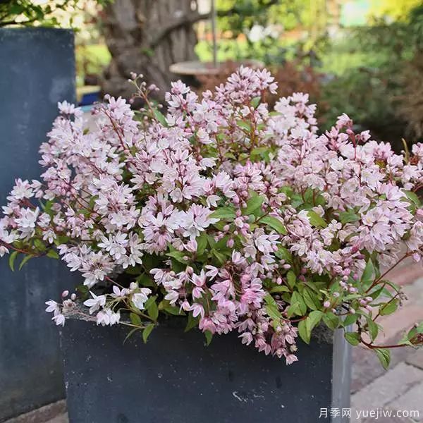 幾種讓花園充滿浪漫色彩的粉色花卉，滿足少女心(圖3)