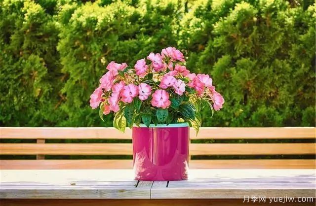 秋天不能修剪的七種花卉，容易剪掉花芽不開花！(圖1)