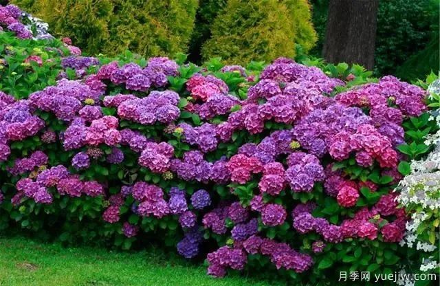 秋天不能修剪的七種花卉，容易剪掉花芽不開花！(圖2)