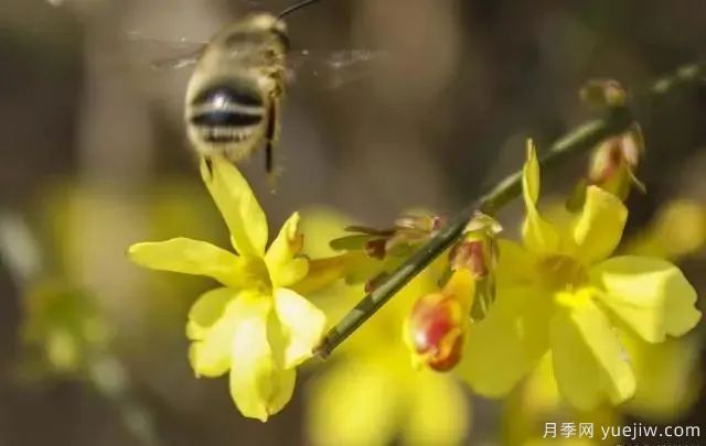 秋天不能修剪的七種花卉，容易剪掉花芽不開花！(圖3)