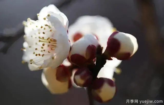 秋天不能修剪的七種花卉，容易剪掉花芽不開花！(圖4)