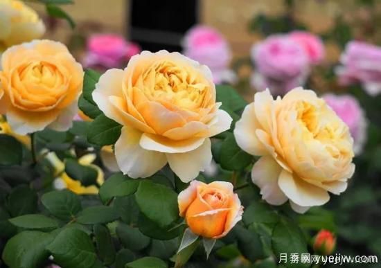 什么樣的月季比較耐陰？教你***基本的選擇技巧(圖8)