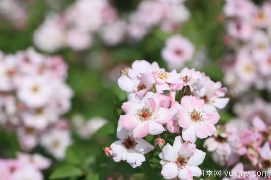 什么樣的月季比較耐陰？教你***基本的選擇技巧(圖9)