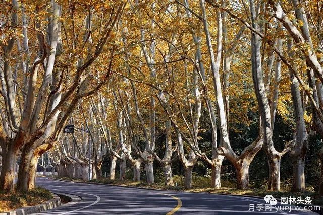 世界五大行道樹(shù)種，作為苗木人你應(yīng)當(dāng)了解！(圖2)