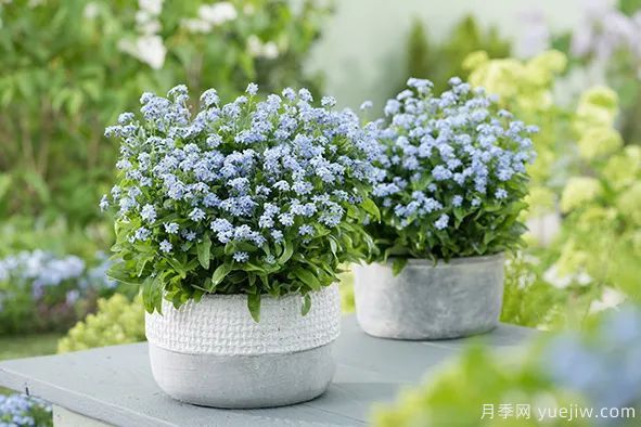 適合秋季種的什么花卉有這些，清新脫俗花量巨大(圖11)