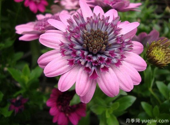 適合秋季種的什么花卉有這些，清新脫俗花量巨大(圖8)