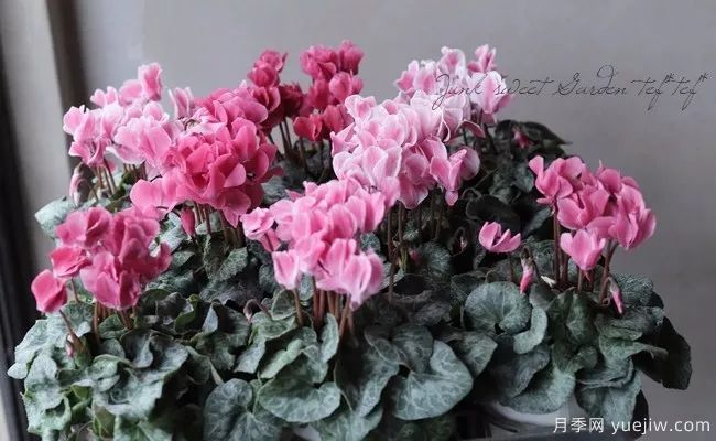 適合秋季種的什么花卉有這些，清新脫俗花量巨大(圖5)