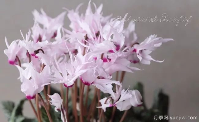 適合秋季種的什么花卉有這些，清新脫俗花量巨大(圖4)