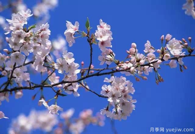 桃花，杏花，櫻花，梨花，李花，海棠花傻傻分不清？(圖21)