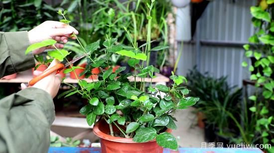 養(yǎng)花有三忌，實(shí)用易上手，養(yǎng)花也沒那么難(圖1)