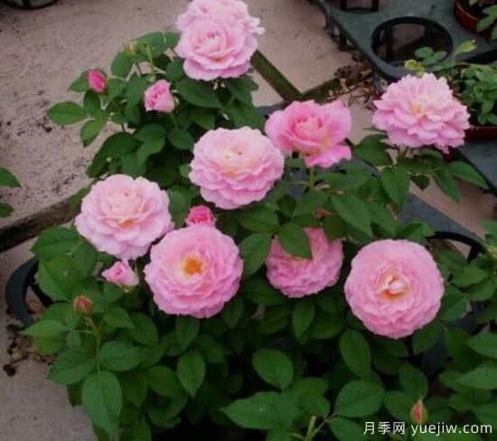 適合新手的3種微型陽臺月季，皮實好養(yǎng)顏值高(圖2)
