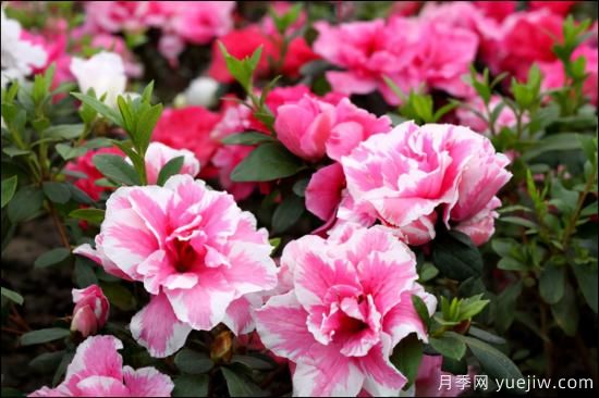 十大吸甲醛植物，你家養(yǎng)過哪幾種？(圖3)