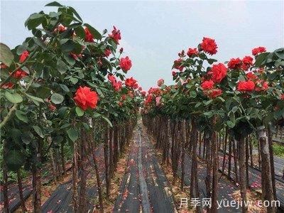 月季樹(shù)爛根，怎么治？(圖1)