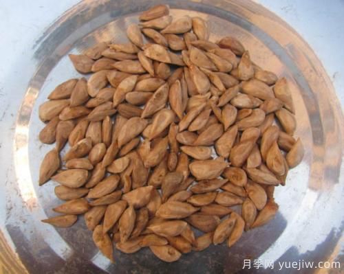 雪松種子怎么種植？養(yǎng)護(hù)要點(diǎn)有哪些(圖1)