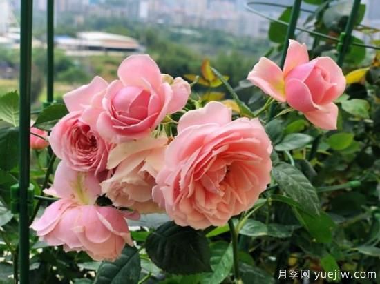 推薦8款冷門月季品種，養(yǎng)的是，但是表現(xiàn)真好(圖5)