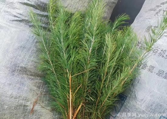 暴雨過后對雪松的保護措施有哪些？(圖1)
